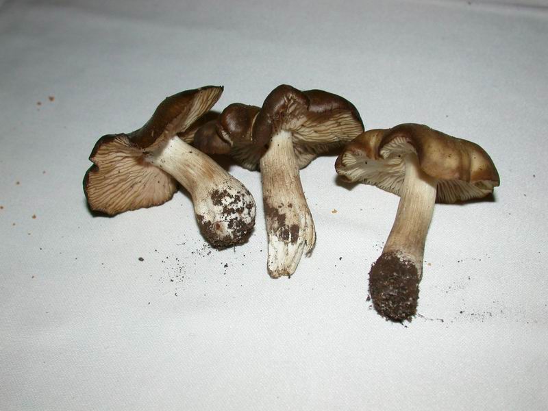 Entoloma clypeatum